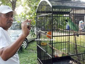 Om Nanang PLN dan cucak hijau Gajayana