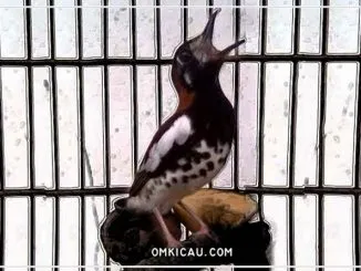 Kenali empat hal penting yang bisa membuat anis kembang gacor dan tetap ngerol
