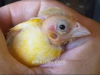 Solusi alternatif untuk atasi kebotakan pada burung kenari