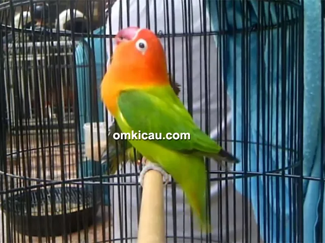Lovebird Beyonce