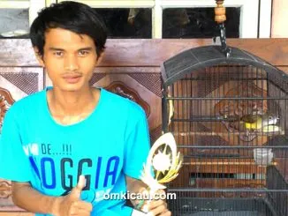 Feat Cucak Jenggot Borak
