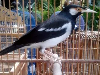 Burung jalak suren yang terkenal dengan ocehannya ternyata rentan dengan stres
