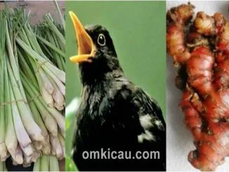 Akar sereh dan jahe merah bisa dimanfaatkan untuk mengobati suara serak