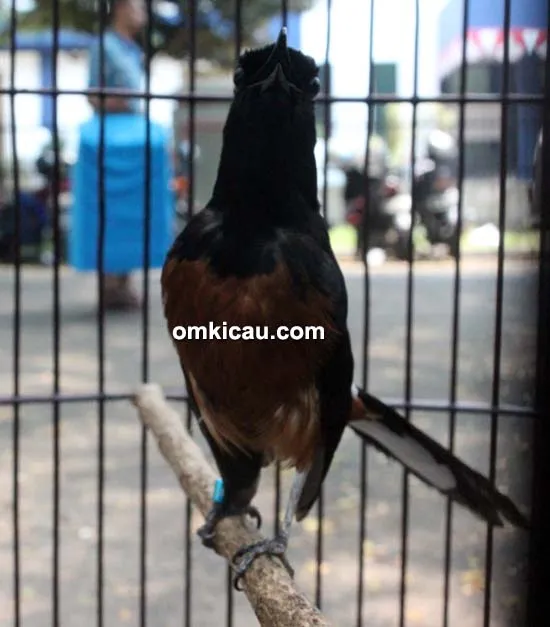 Murai batu Dewa
