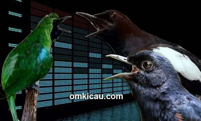 Suara burung cucak ijo Suara burung cucak ijo