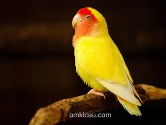 Lovebird yang kegemukan