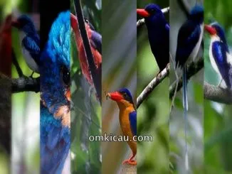 Eksotisme burung cekakak-pita endemik Indonesia
