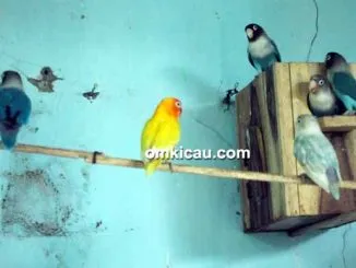 Breeding lovebird Arif Sangkar Kicau