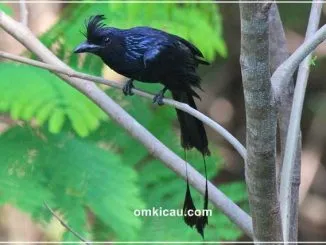Srigunting batu yang memiliki kemampuan meniru suara burung dengan sangat baik