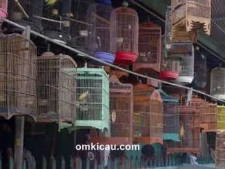 Harga burung di pasar burung Jabodetabek