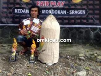 Feat Lovebird Slamet Superman