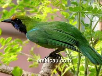 Burung cucak hijau yang terkadang memiliki perilaku didis ketika sedang dilombakan