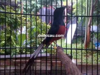 Murai batu Rawa Rontek