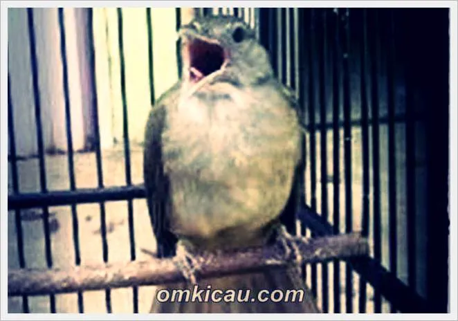 suara burung kapas tembak suara burung kapas tembak