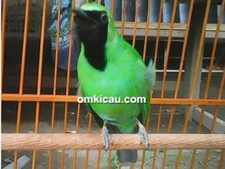 Feat Cucak Hijau Garong