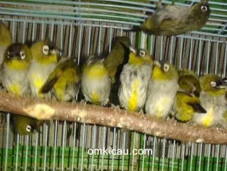 pleci ombyokan
