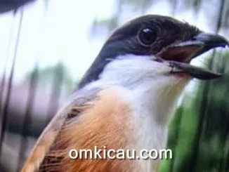 Memulihkan kondisi cendet yang rusak