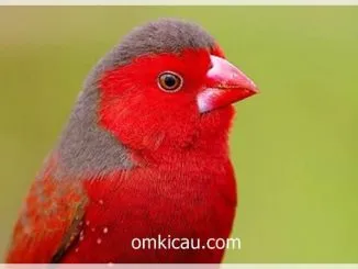 Pipit matari / crimson finch