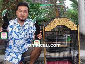 Feat Cucak Ijo Massaro
