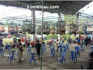 Gantangan Pakkar-kelas murai batu