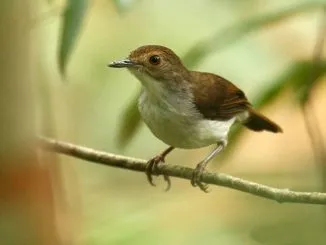 burung minta duit