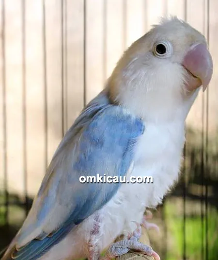 Lovebird Q Ting