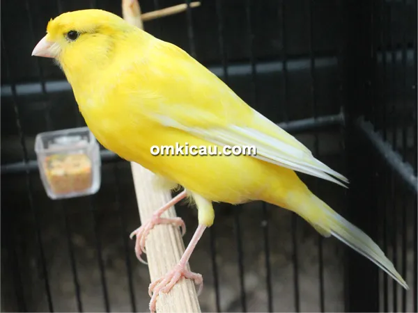 Kenari Yellow Monkey milik Om Andi Owen (Alvin Team) juara 1, 1, dan 2.