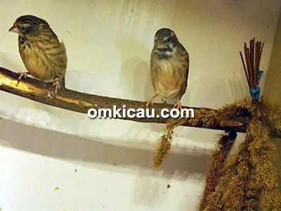 Pasangan burung blackthroat