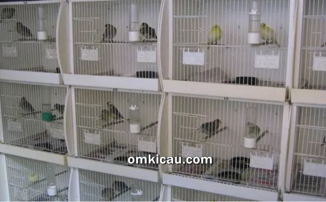 Burung yang sedang diternak
