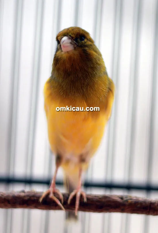 Breeding kenari PM 77 Canary BF Jambi