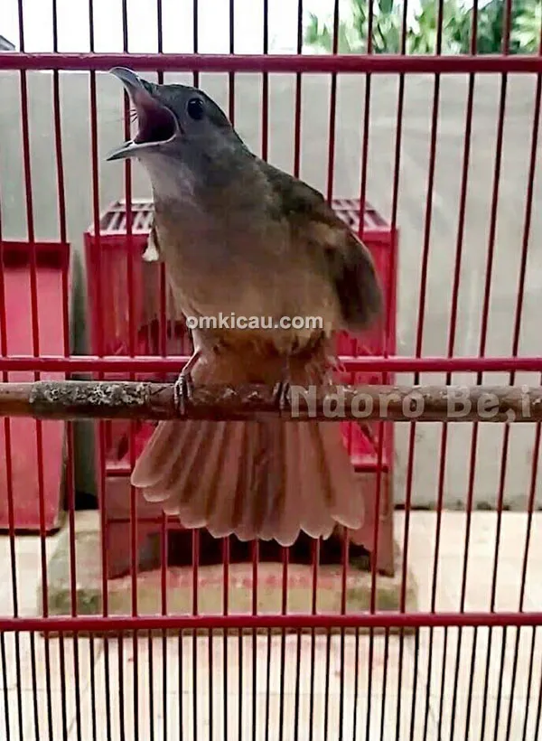 Kapas tembak Ndoro Be'i