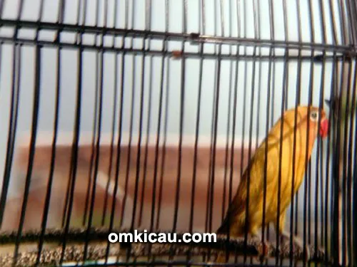 Lovebird Woyo-Woyo