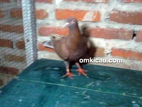 BirdPro