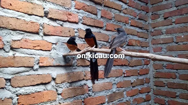 Breeding murai batu model poligami murni
