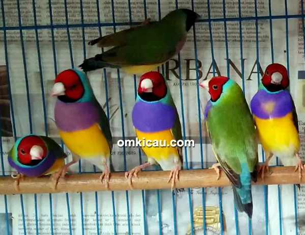 Breeding burung finch Trisakti BF