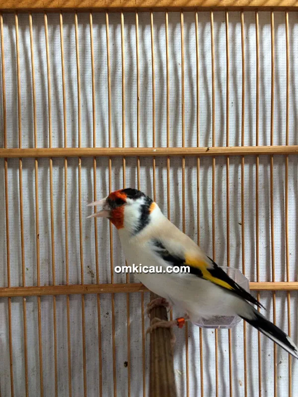Breeding burung finch Trisakti BF