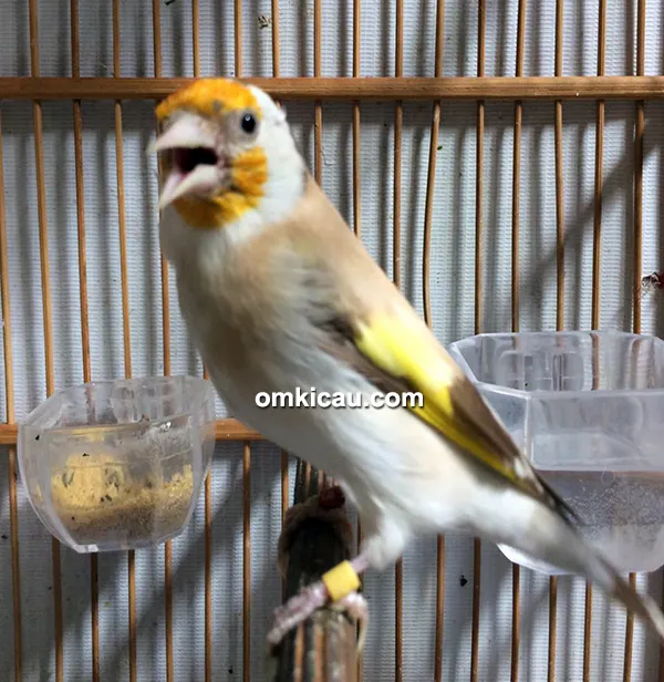 Breeding burung finch Trisakti BF