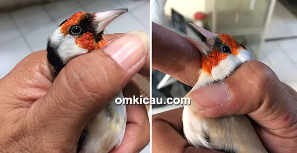 Breeding burung finch Trisakti BF