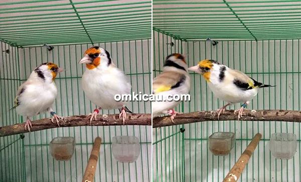 Breeding burung finch Trisakti BF