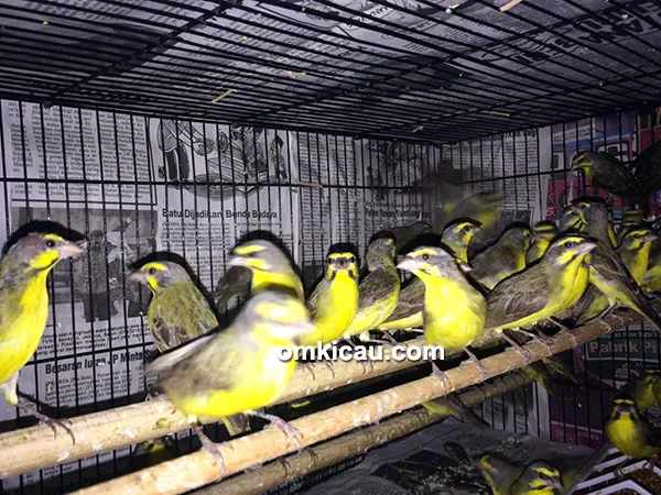Breeding burung finch Trisakti BF