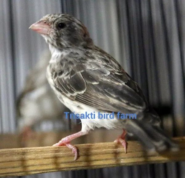 Breeding burung finch Trisakti BF