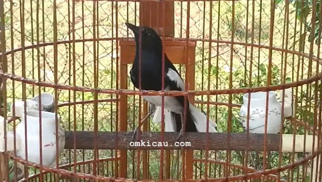 Menjaga kondisi burung kacer agar selalu tampil maksimal