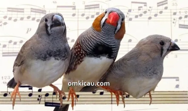 Burung pipit zebra / zebra finch