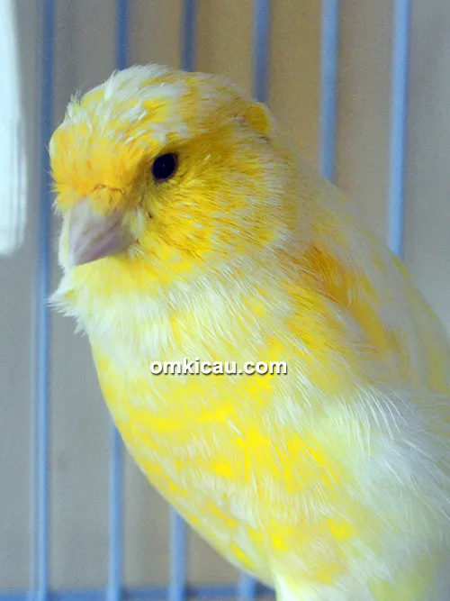 Breeding kenari PM 77 Canary BF Jambi