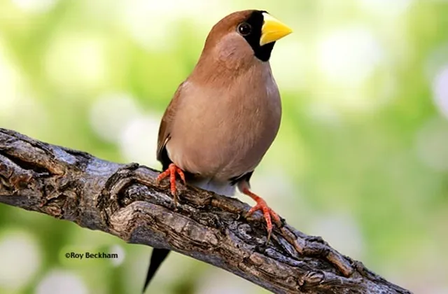 Burung masked finch dengan topengnya yang cantik
