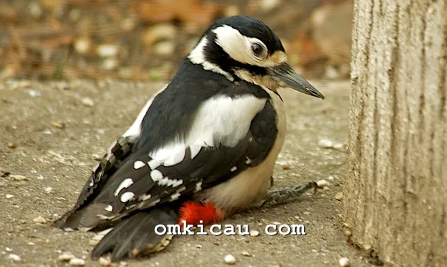 Burung yang mengalami arthritis