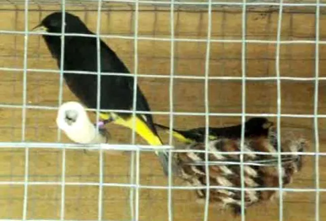 Burung siskin hitam yang sedang ditangkarkan