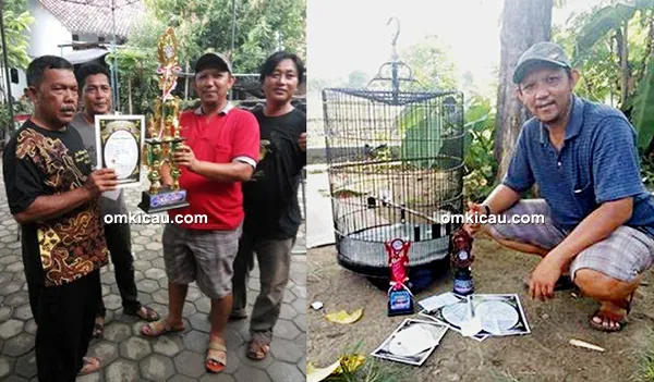 Murai batu Kirana