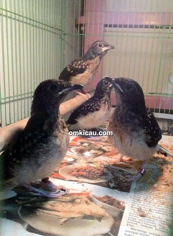 Breeding murai batu SIM BF Bekasi