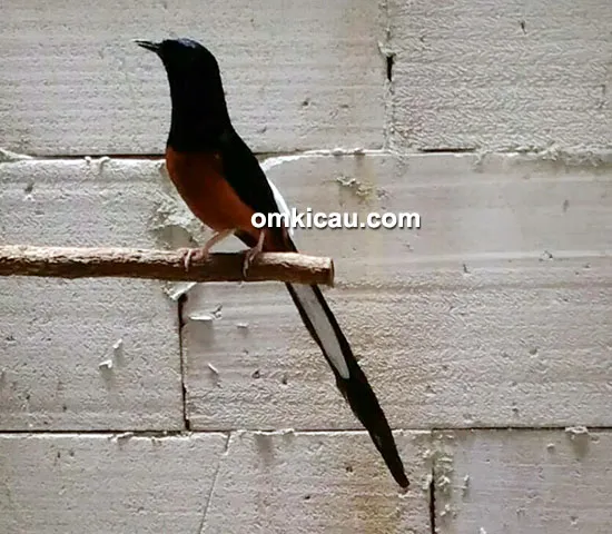 Breeding murai batu SIM BF Bekasi